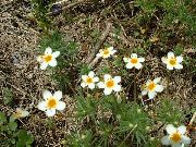 fotografie biela Kvetina Veľkokvetý Phlox, Horská Phlox, Kalifornia Plamienku