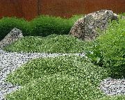 foto grön Blomma Azorella, Azorella Compacta