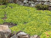 kuva vihreä Kukka Azorella, Azorella Compacta