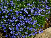 mavi Kenar Lobelia, Yıllık Lobelia, Sondaki Lobelia Bahçe çiçekleri fotoğraf