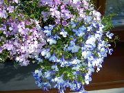 bleu ciel Lobélie De Bordure, La Lobélie Annuelle, Lobelia Fuite Fleurs Jardin photo