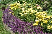purpurs Salds Alyssum, Salds Alison, Piejūras Lobularia Dārza Ziedi foto