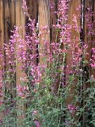 pink Agastache, Hybrid Anis Isop, Mexican Mynte Have Blomster foto