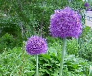 purpurowy Dekoracyjny Łuk Kwiaty ogrodowe zdjęcie