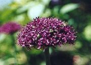 burgundia Díszítő Hagyma Kerti Virágok fénykép