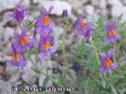 фото бузковий Квітка Льнянка Альпійська, Льнянка Японська