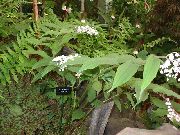 fénykép fehér  Hamis Gyöngyvirág, Vad Gyöngyvirág, Kétszárnyú Hamis Salamon Pecsétje