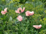 фото Мак Східний Багаторічний Квітка