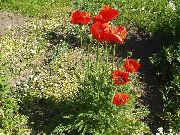 rojo Amapola Oriental Flores del Jardín foto