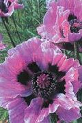 бузковий Мак Східний Багаторічний Садові Квіти фото