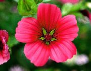 წითელი Malope ბაღის ყვავილები ფოტო