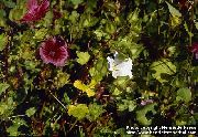 blanco Malope Flores del Jardín foto