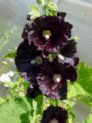 čierna Hollyhock Záhradné Kvety fotografie