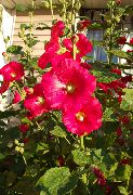 წითელი Hollyhock ბაღის ყვავილები ფოტო