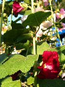 burgundy Stockros Trädgård blommor foto