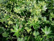 photo green Flower Lady's mantle