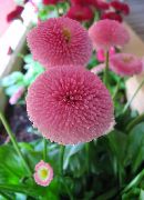 ფოტო ვარდისფერი ყვავილების Bellis Daisy, English Daisy, გაზონის Daisy, Bruisewort