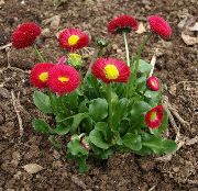 წითელი Bellis Daisy, English Daisy, გაზონის Daisy, Bruisewort ბაღის ყვავილები ფოტო