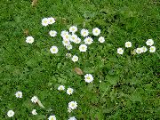 φωτογραφία λευκό λουλούδι Bellis Μαργαρίτα, Αγγλικά Μαργαρίτα, Μαργαρίτα Γκαζόν, Bruisewort
