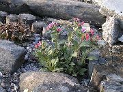 ფოტო Lungwort ყვავილების