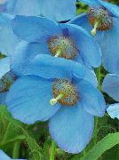 γαλάζιο Himalayan Μπλε Παπαρούνας λουλούδια στον κήπο φωτογραφία