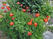 rojo Amapola Azul Del Himalaya Flores del Jardín foto