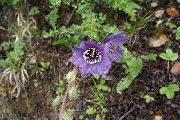 紫 喜马拉雅蓝罂粟 园林花卉 照片