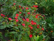 rouge Quatre Heures, Merveille Du Pérou Fleurs Jardin photo