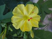 photo yellow Flower Four O'Clock, Marvel of Peru