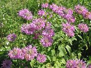 foto Bišu Balzams, Savvaļas Bergamotes Zieds