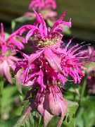 vaaleanpunainen Mehiläinen Balsamia, Villi Bergamotti Puutarhan Kukat kuva