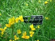 photo Gold Lobelia, Yellow Lobelia Flower