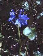 foto blau Blume Arrowleaf Falschen Pickerelweed