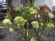 żółty Ciemiernik (Gelleborus) Kwiaty ogrodowe zdjęcie