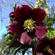 burgundy Teloh, Postnem Rose Vrtne Rože fotografija