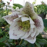      () ,    Helleborus x hybridus 'WD Elegance White' 