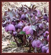 purpurowy Ciemiernik (Gelleborus) Kwiaty ogrodowe zdjęcie