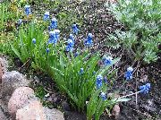 blå Drue Hyacinth Have Blomster foto