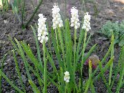 foto balts Zieds Vīnogu Hiacinte