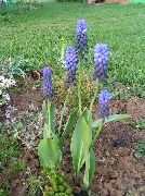 φωτογραφία γαλάζιο λουλούδι Υάκινθος Σταφυλιών