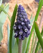 bilde svart Blomst Drue Hyacinth