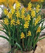 amarillo Jacinto De Uva Flores del Jardín foto