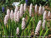 pink Drue Hyacinth Have Blomster foto
