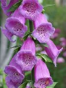 photo lilac Flower Foxglove