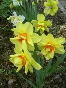 mynd gulur Blóm Daffodil
