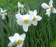 foto bijela Cvijet Žuti Narcis