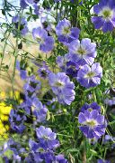 fotografie světle modrá Květina Lichořeřišnice