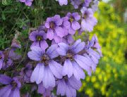 lilla Nasturtium Have Blomster foto