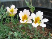 bilde hvit Blomst Nasturtium