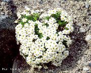 blanc Myosotis Fleurs Jardin photo